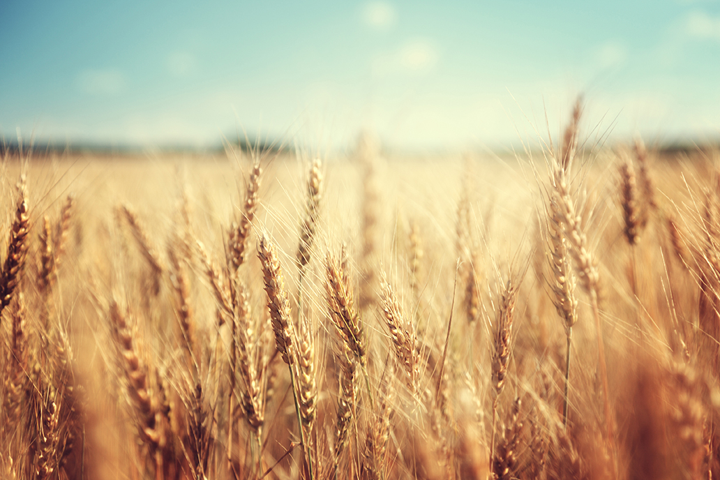 field