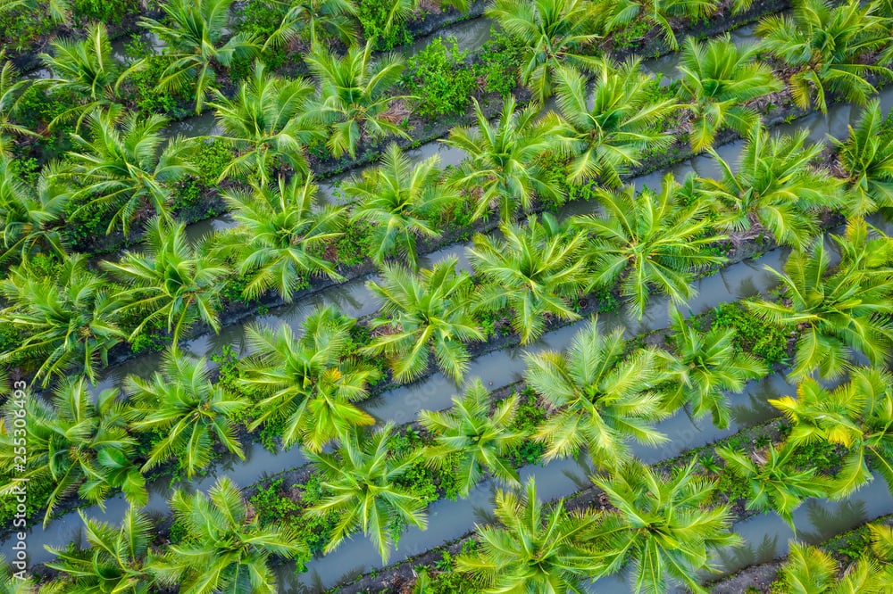 Palm field