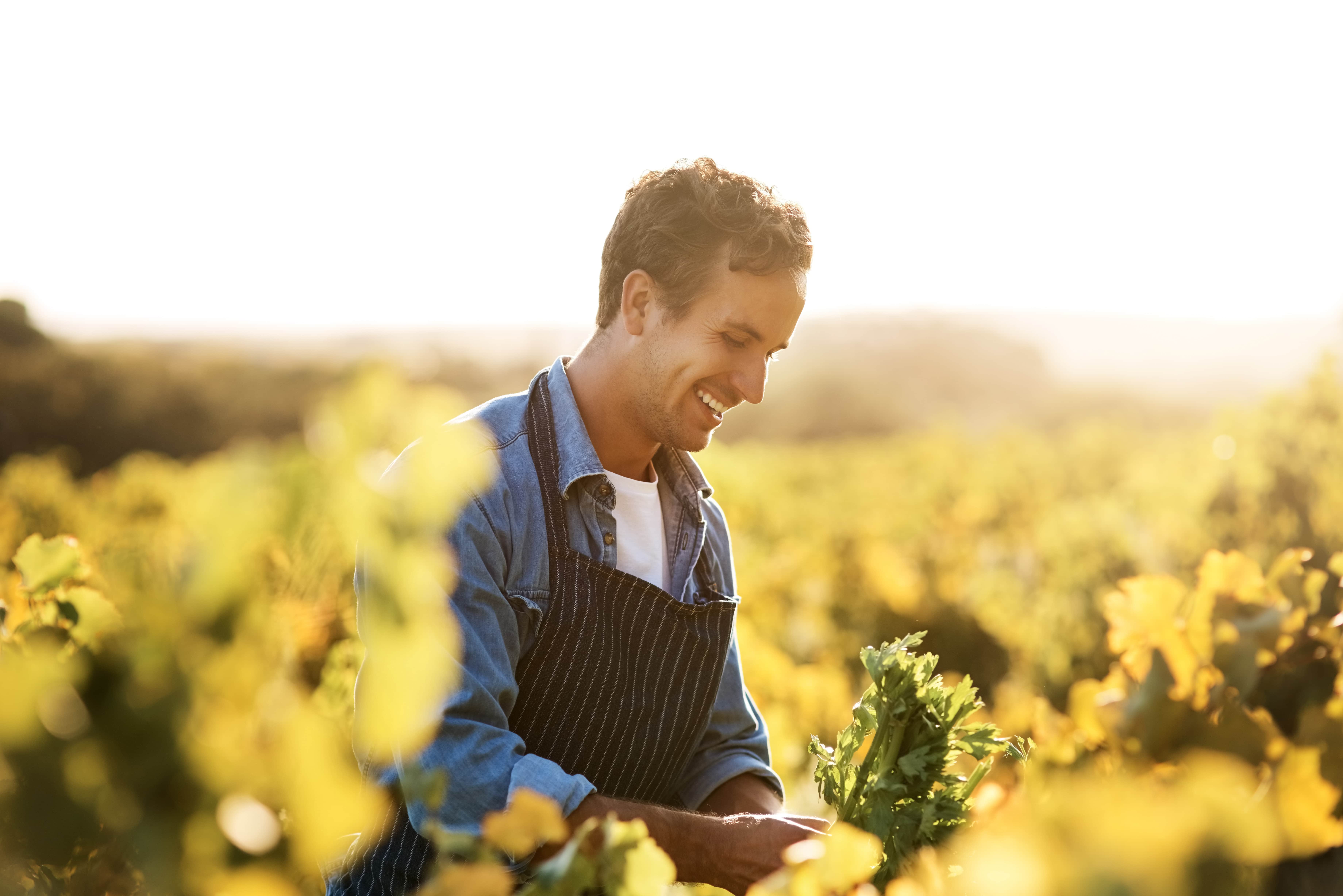 farmer in yellow flower field