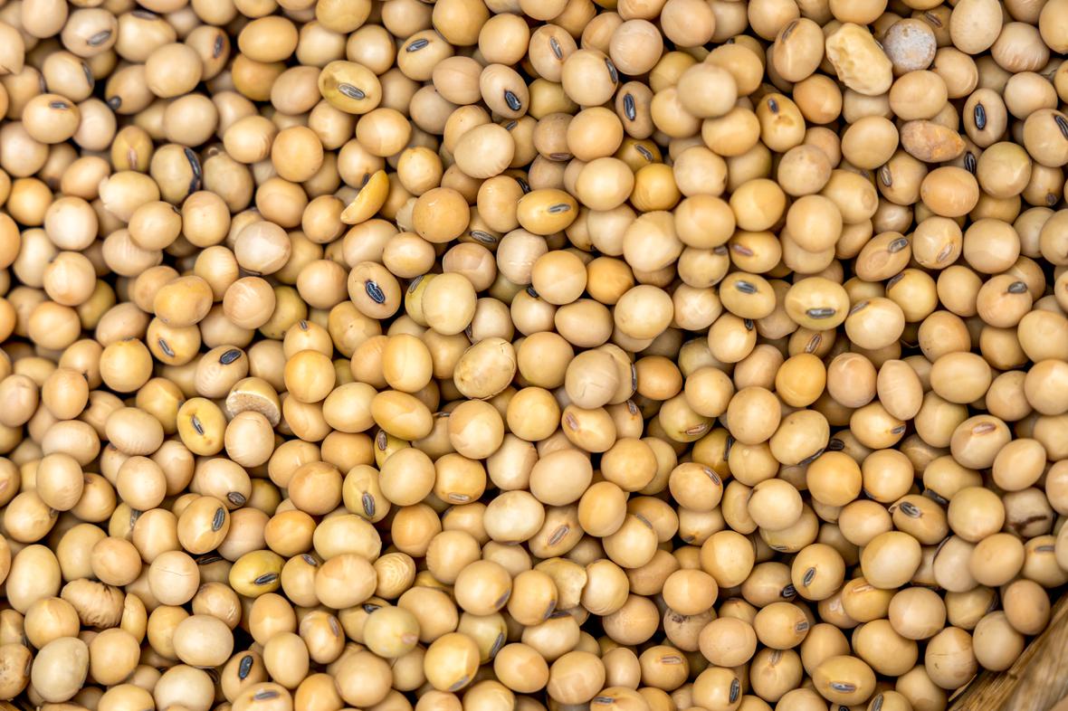 dried soybeans texture and background AdobeStock 481182001