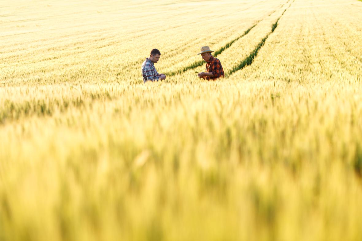 Two farmers in a field examining crops